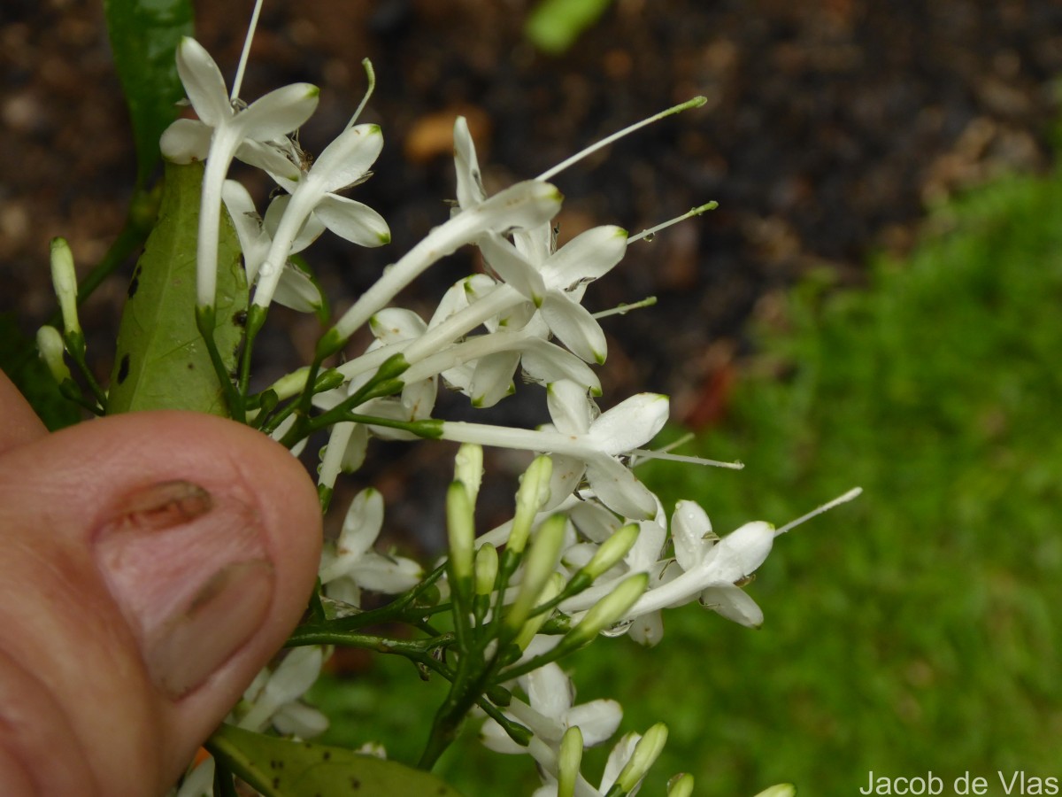Pavetta indica L.